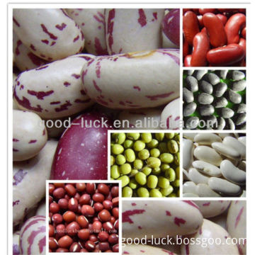 New Crop All Kinds of Beans